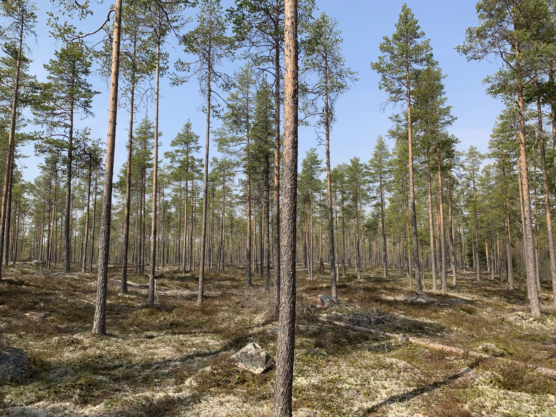 Skogsfastighet till salu - Skogsbyrågruppen, mer än mäklare